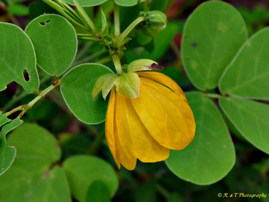 {Senna obtusifolia}